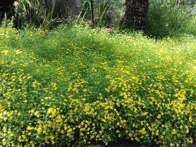 Cineraria saxifraga  Perennial groundcover